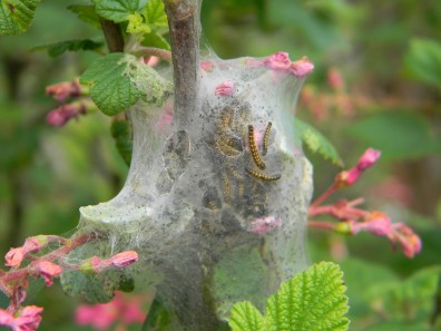 fall web worm